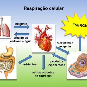 Utilização de nutrientes e eliminação de produtos da atividade celular – Teste Diagnóstico (1) – Soluções