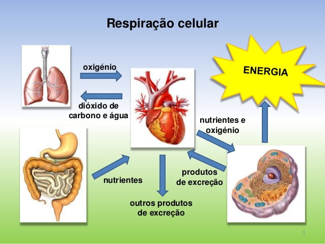 Utilização de nutrientes e eliminação de produtos da atividade celular