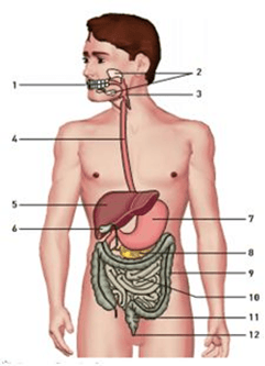 Teste de avaliação – Sistema digestivo 