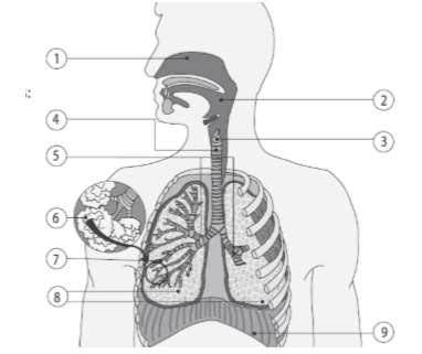 Sistema respiratório humano 