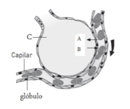 Sistema respiratório humano 