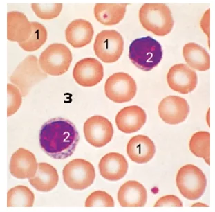 Importância do sangue