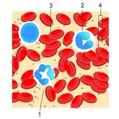 Importância do sangue