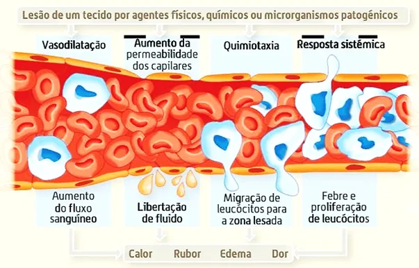 Importância do sangue