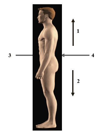 Níveis estruturais do corpo humano 