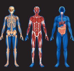 Ficha de Trabalho – Níveis estruturais do corpo humano (2)