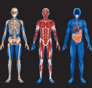 Ficha de Trabalho – Níveis estruturais do corpo humano (2)