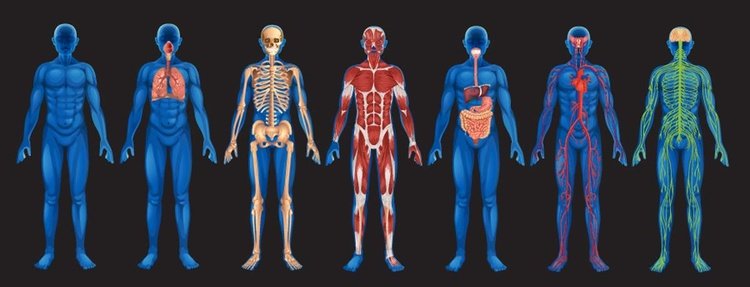 Níveis estruturais do corpo humano