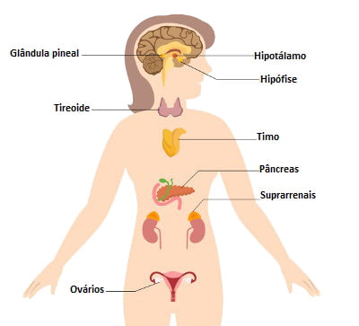 O Sistema Hormonal