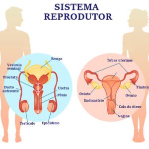Teste Diagnóstico – O Sistema Reprodutor (1)