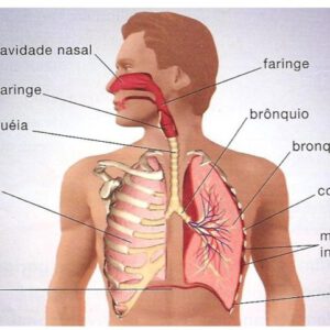 Ficha de Trabalho – O Sistema Respiratório (1) – Soluções