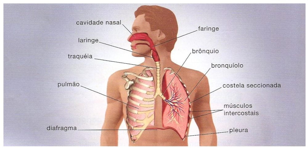 O Sistema Respiratório