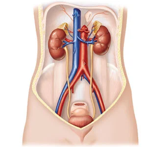 Ficha de Trabalho – O Sistema Excretor (3)