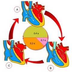 Sistema Cardiovascular