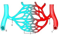 Sistema Cardiovascular