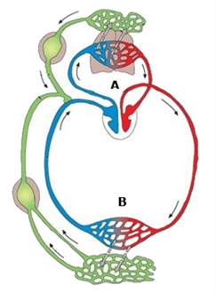 Sistema Cardiovascular