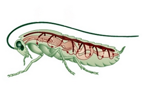 Sistema Cardiovascular