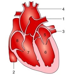 Sistema Cardiovascular