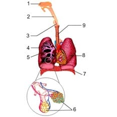 Sistema respiratório