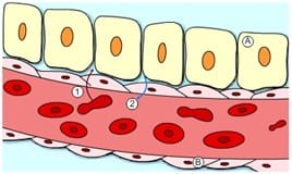 Sistema respiratório