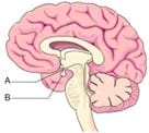 Sistema hormonal