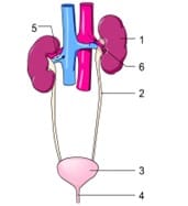 Sistema excretor