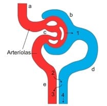 Sistema excretor