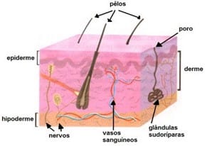 Sistema excretor