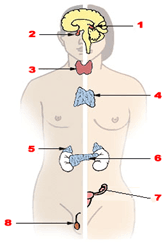 Sistema hormonal