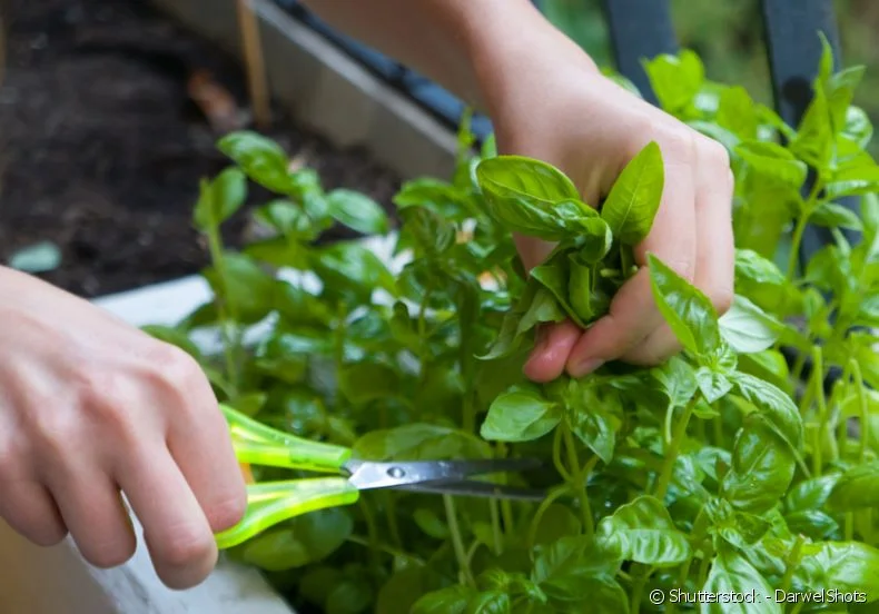 Cuidados a ter com as plantas