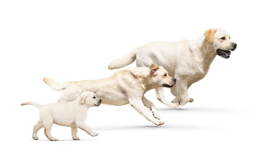 Fases do ciclo da vida animal