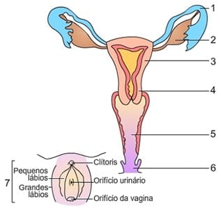 Sistema reprodutor