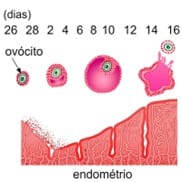 Sistema reprodutor