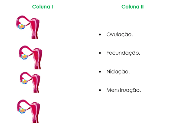 Sistema reprodutor 