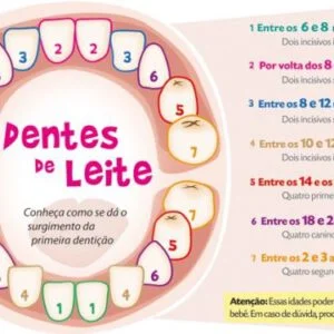 Ficha de trabalho – A dentição de leite e a dentição definitiva (1)