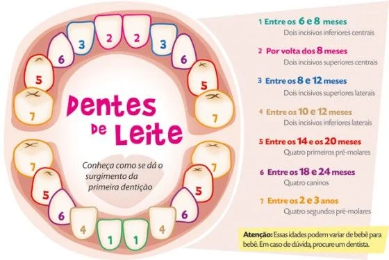 A dentição de leite e a dentição definitiva