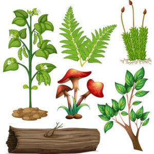 Ficha de Trabalho – Diversidade das plantas na natureza (1)