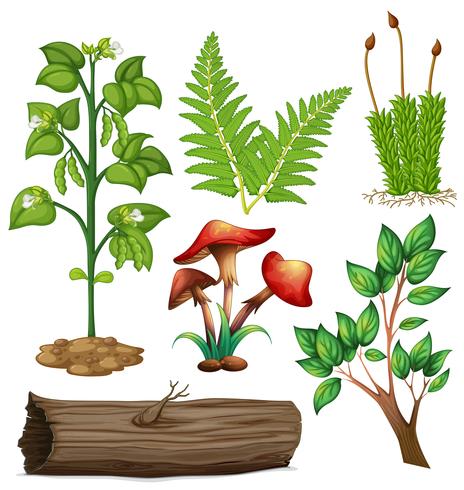 Diversidade das plantas na natureza