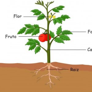 Ficha Informativa – Partes que constituem a planta (2)