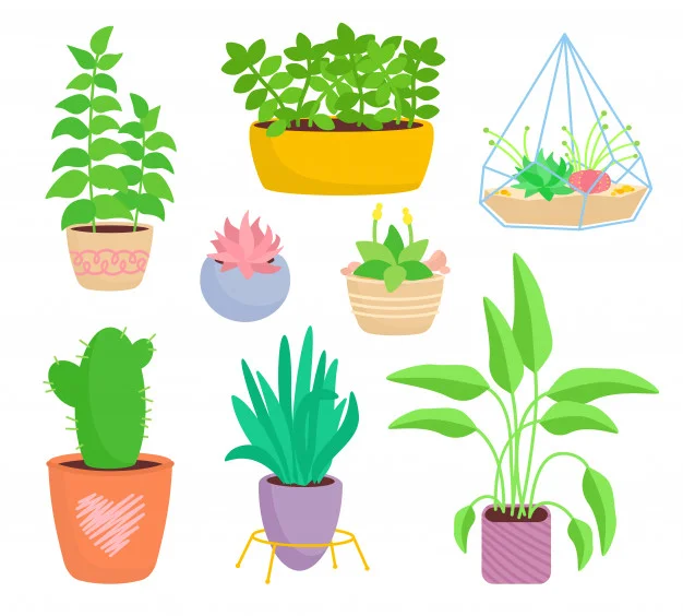 Plantas espontâneas, terrestres e aéreas